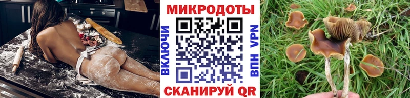 Галлюциногенные грибы Psilocybe Комсомольск